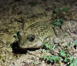 pelobate.jpg (22 KB)